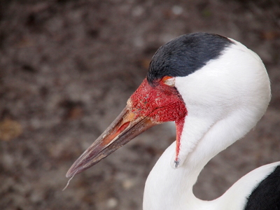 [This image is the left side of the head of the bird. Its head is facing left showing its long pointed bill with a small 